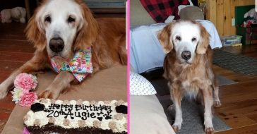 Dog becomes oldest Golden Retriever in history