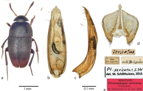 Ptomaphagus thebeatles new species of beetle named after the beatles