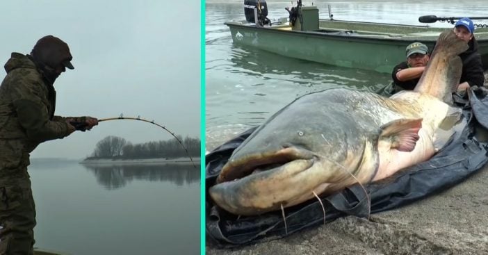 This has been the biggest catfish caught in the area yet
