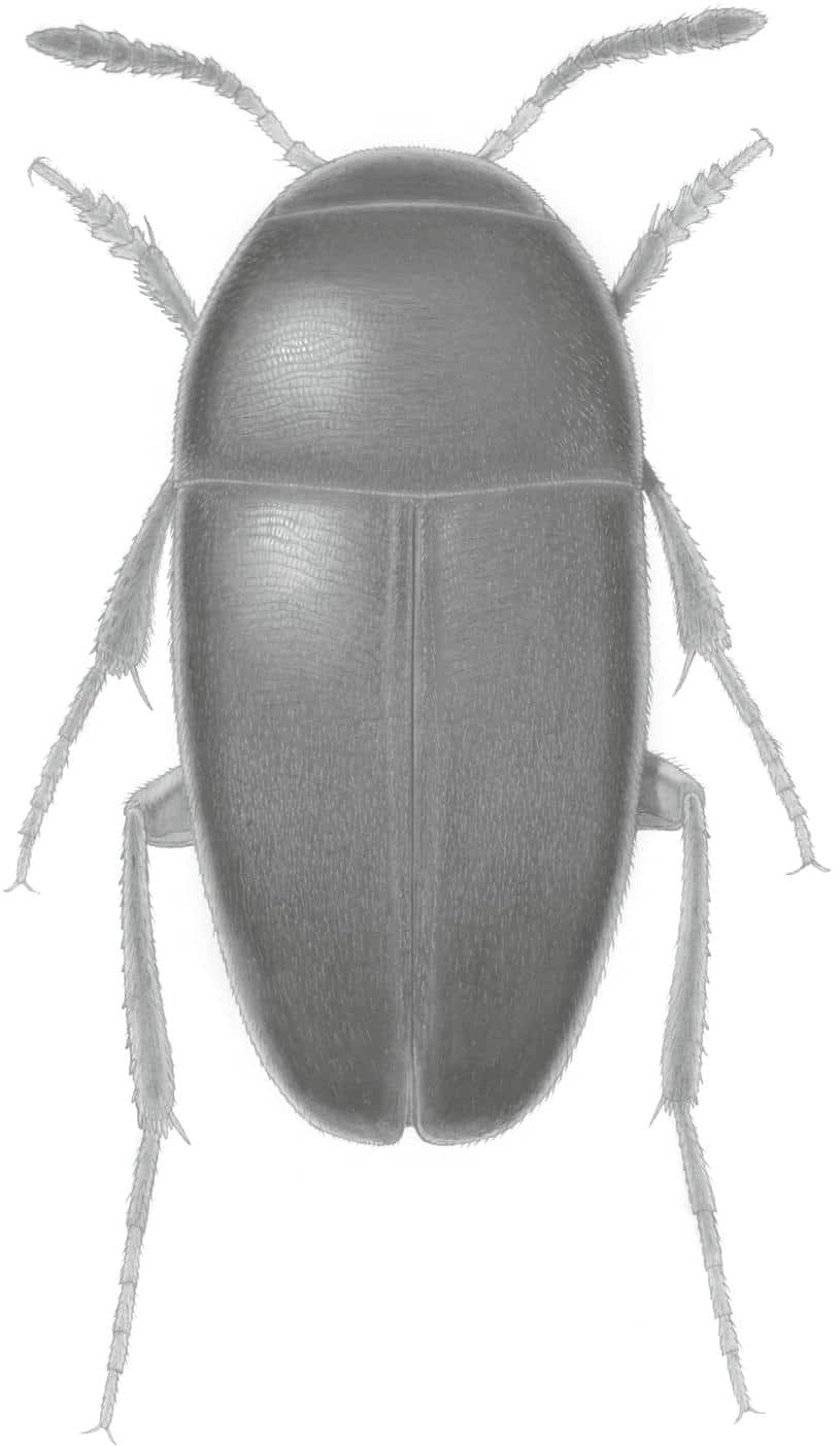 Ptomaphagus thebeatles new species of beetle named after the beatles