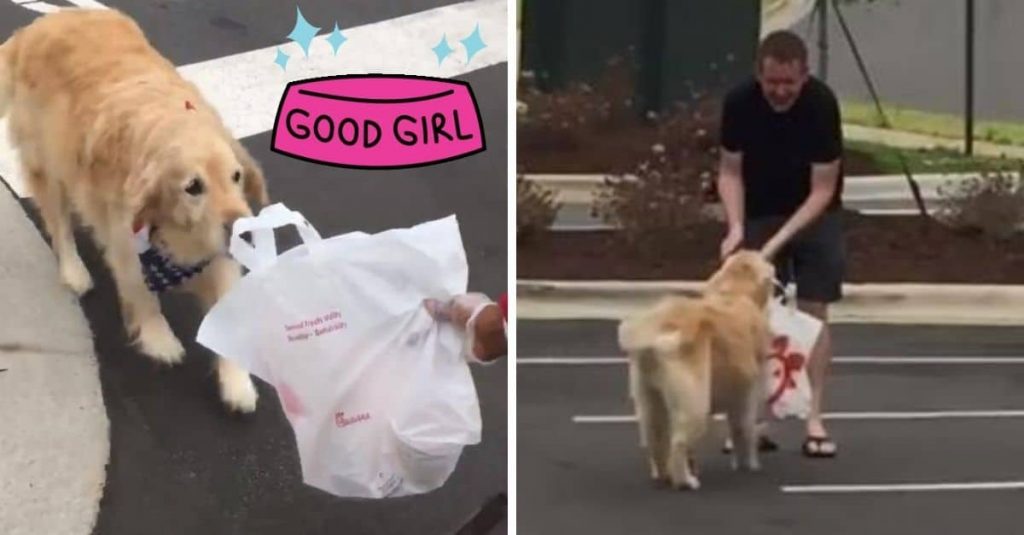 Adorable Dog Brings Her Owner Chick-Fil-A In Viral Video