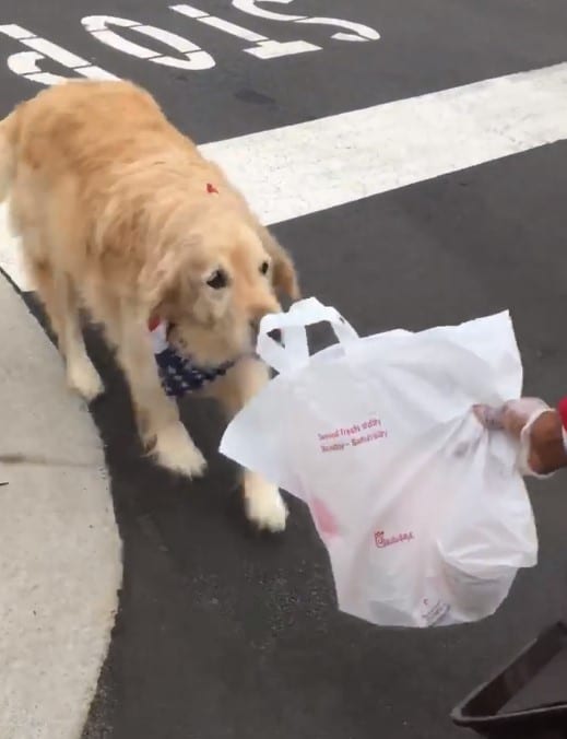 ellie the dog chick-fil-a