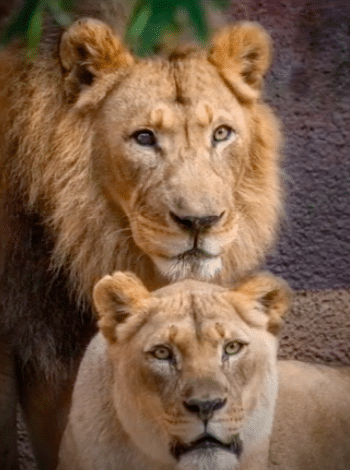 Elderly Lion Couple Put To Sleep At The Same Time So They Don't Have To Live Without Each Other