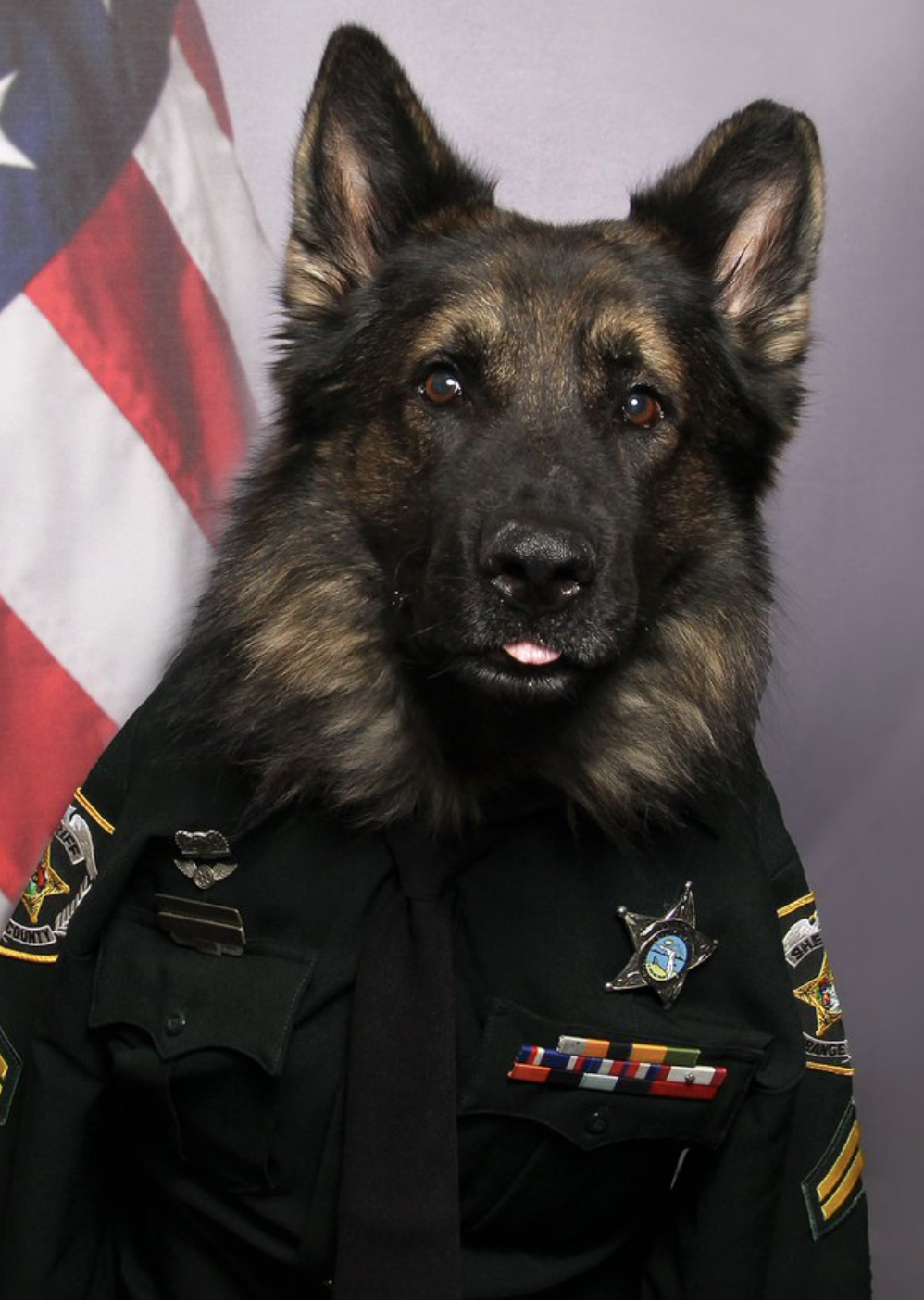 Police Dog Is Stealing Everyone's Hearts By Wearing Uniform For His Photo ID