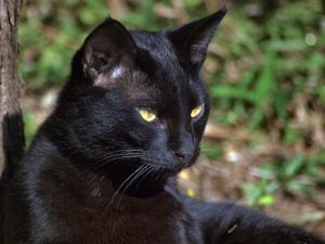 Associating black cats and bats with Halloween is a tradition steeped in religions and seasons