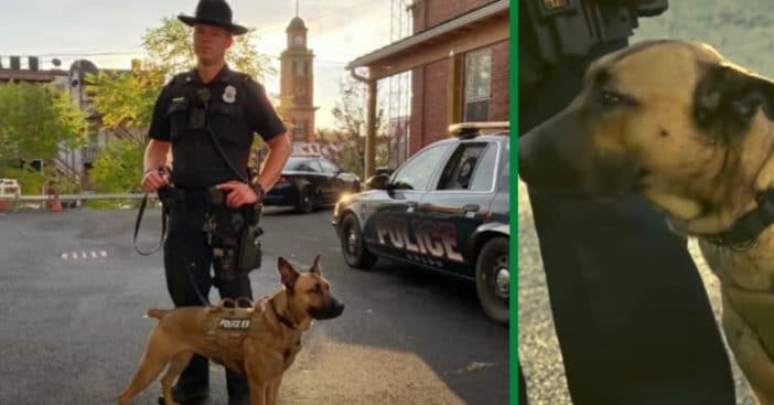 Dog Adopted From Shelter And Returned Twice Becomes K-9 Officer