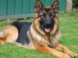 German Shepherds typically weigh 66 to 88 pounds but Blue was 30 pounds below average