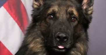 Police Dog Is Stealing Everyone's Hearts By Wearing Uniform For His Photo ID