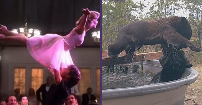 bears do dirty dancing lift