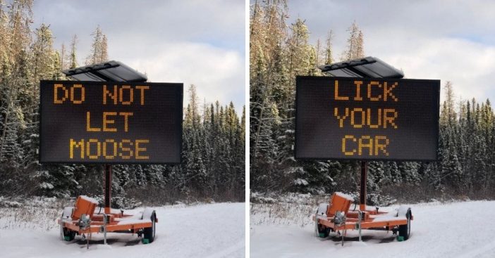 canadian officials urge drivers to not let moose lick their cars