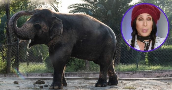 cher travels to pakistan to rescue world's loneliest elephant