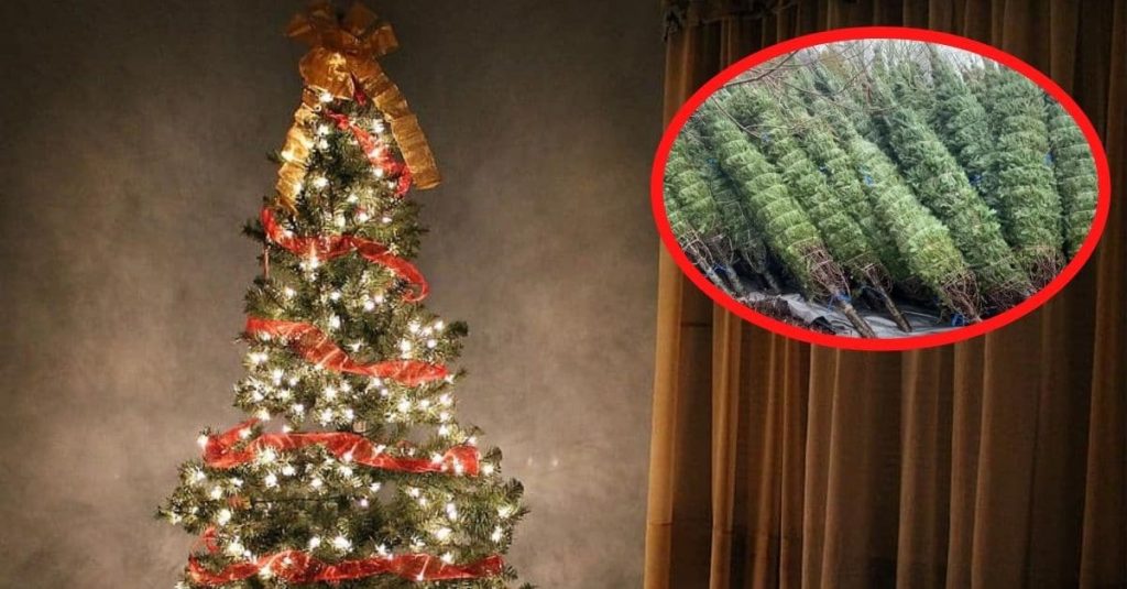 To Top Off 2020, There Is Now A Christmas Tree Shortage