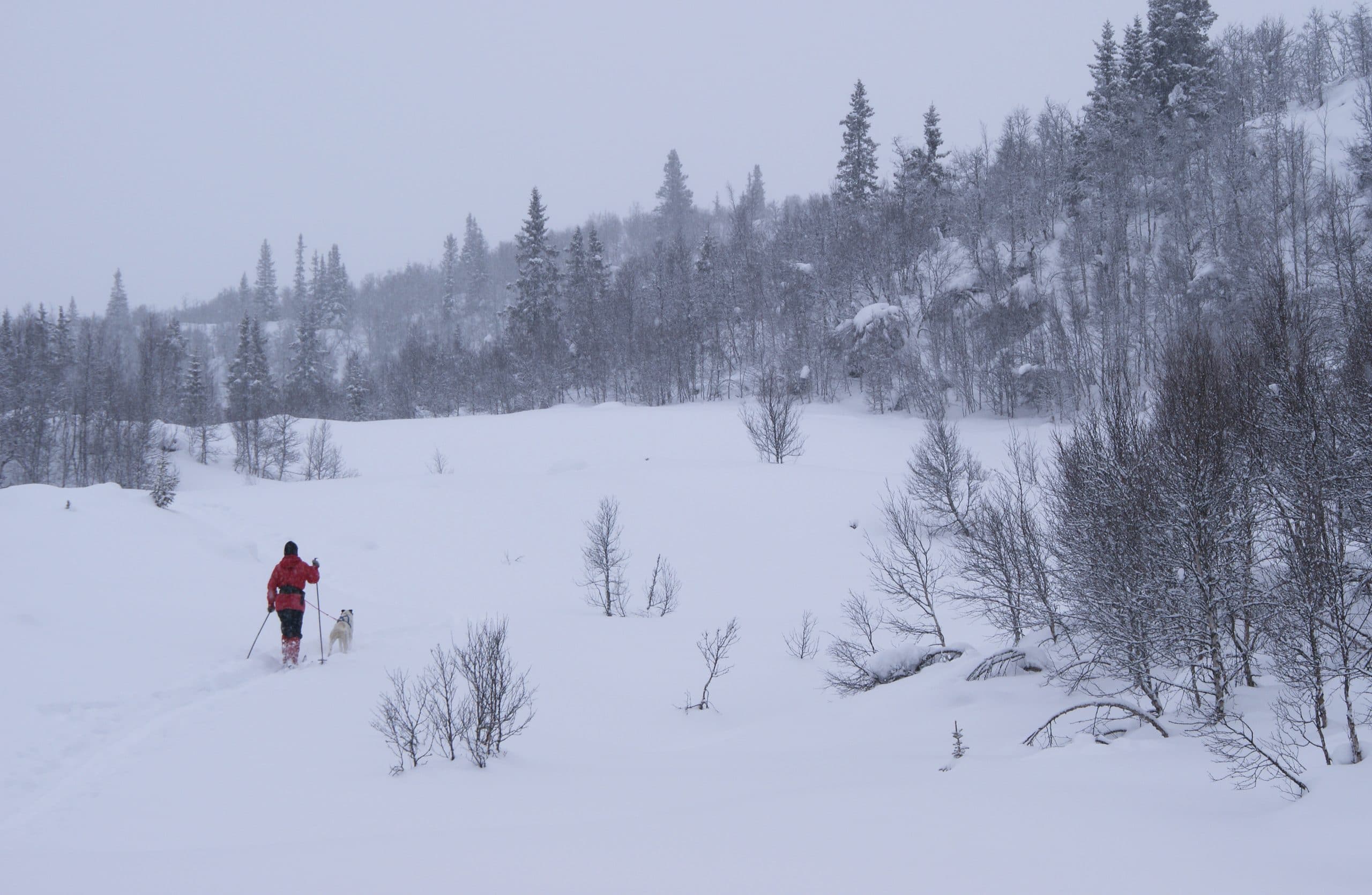 woman walking a dog in the snow