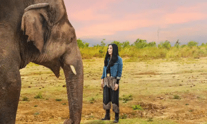 Cher & The Loneliest Elephant