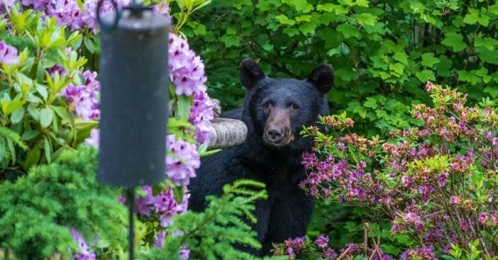 Bear sightings in suburban areas are increasingly common