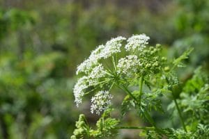 Conditions have been ideal for poison hemlock to spread, and they are dangerous to handle and remove without proper safety measures