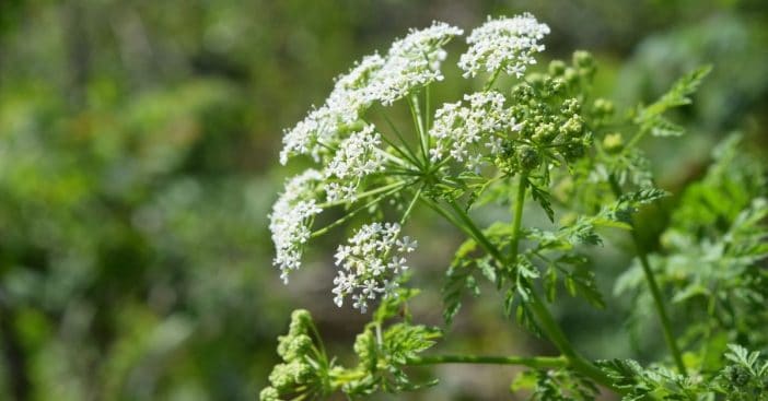 Poison hemlock causes serious, life-threatening reactions