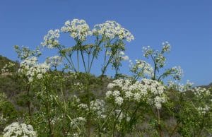Poison hemlock resembles Queen Ann's lace, but with much more dangerous properties