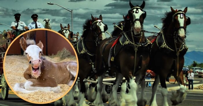 Budweiser Introduces New Baby Clydesdale