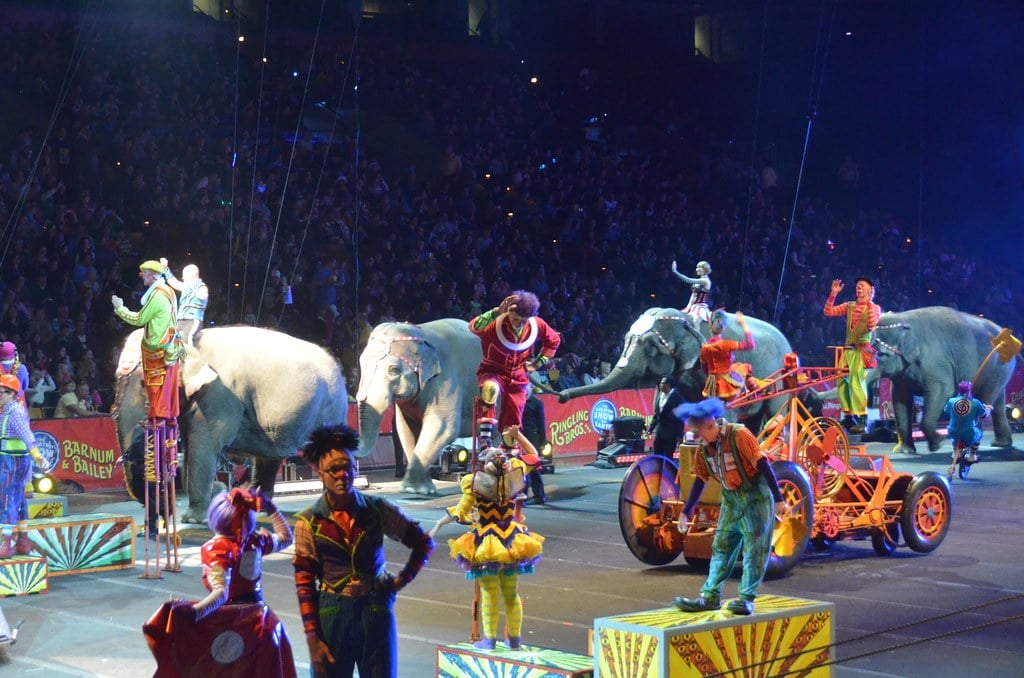 circus animals elephants 