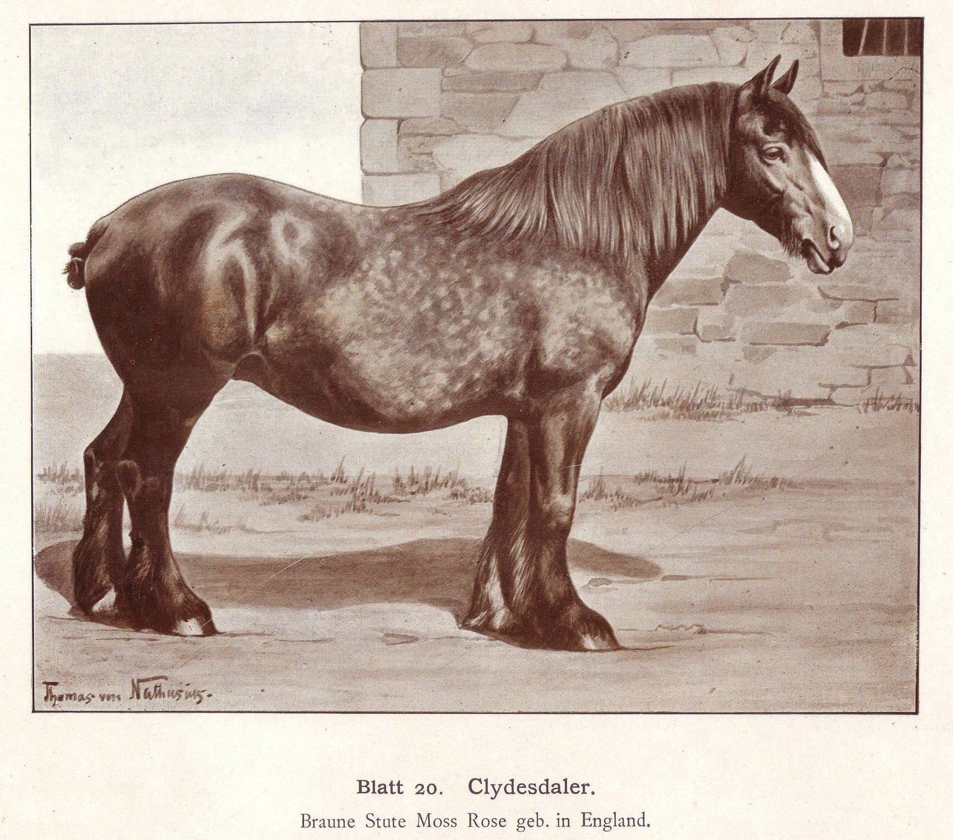 clydesdale horse drawing