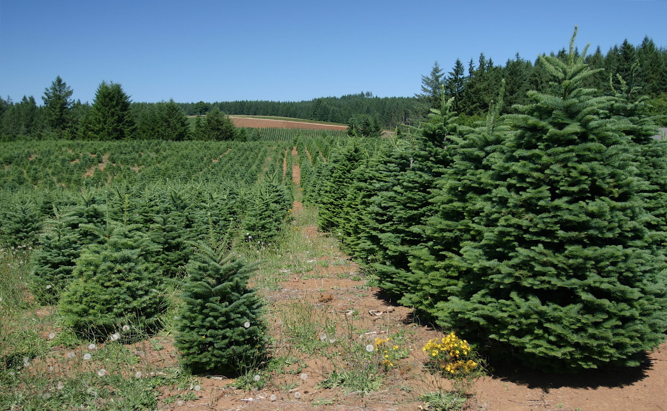 Christmas tree farm 