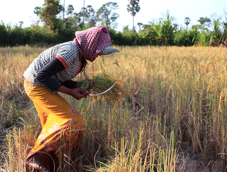 Harvesting rice