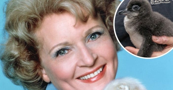 Zoo names penguin after Betty White character
