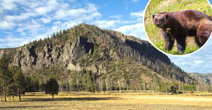 Yellowstone National Park tourists have rare encounter