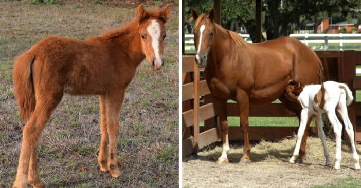 Baby Horse Orphaned After Visitors Remove It From Herd