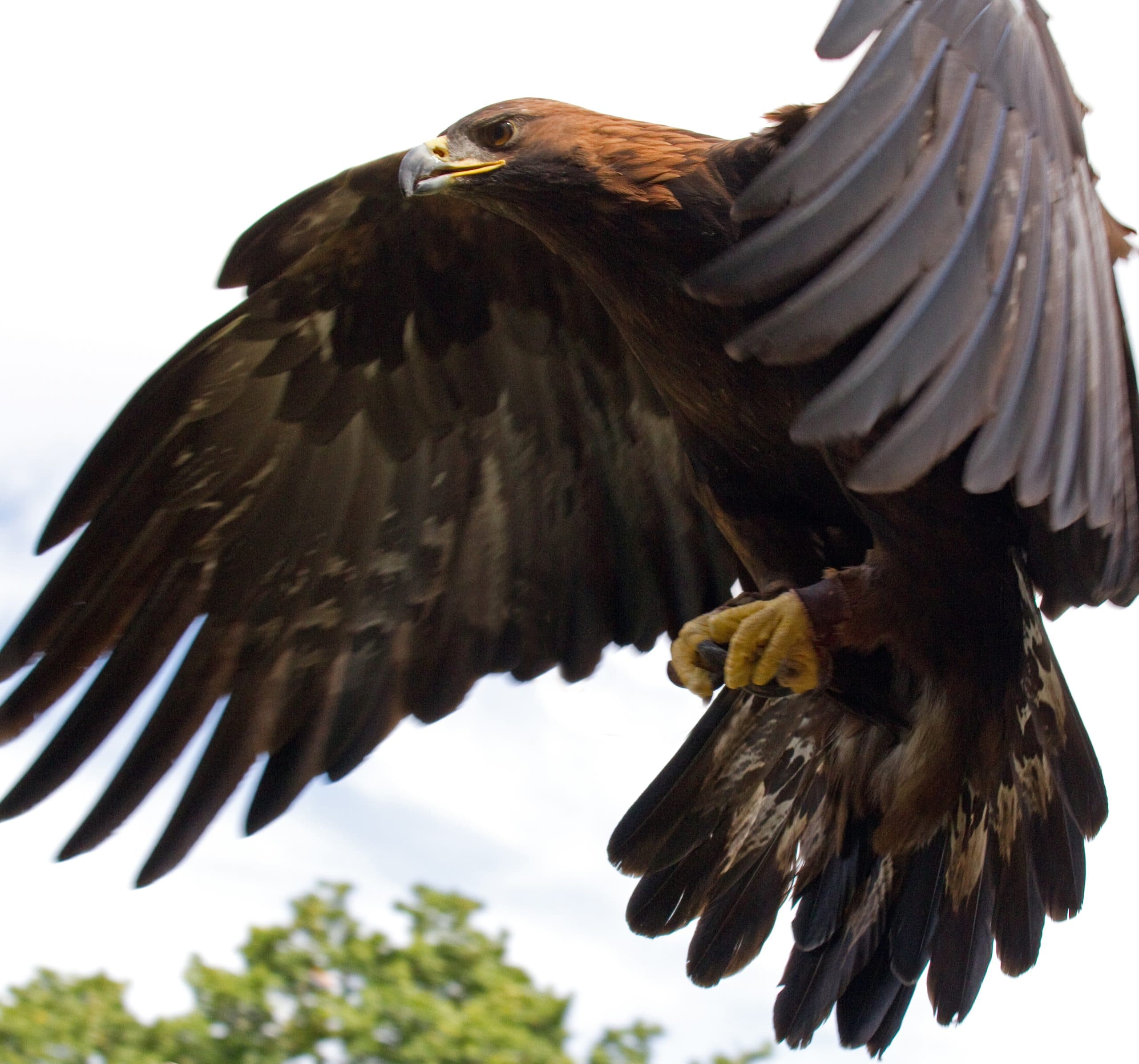 golden eagle