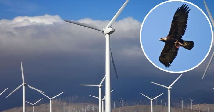 Wind energy company charged for killing eagles