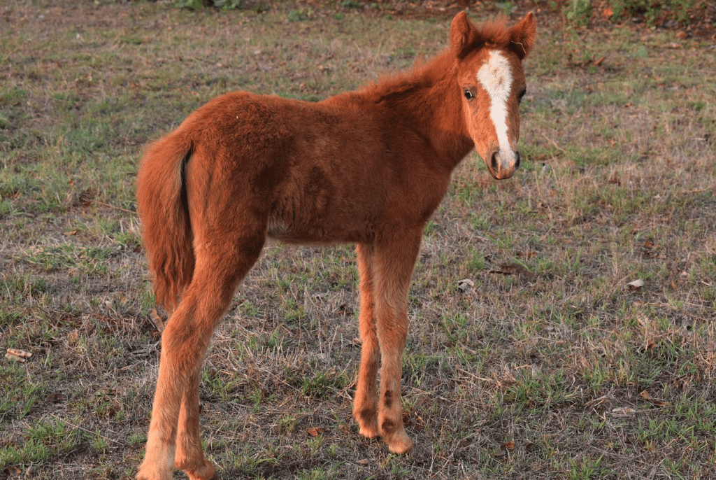 Baby horse