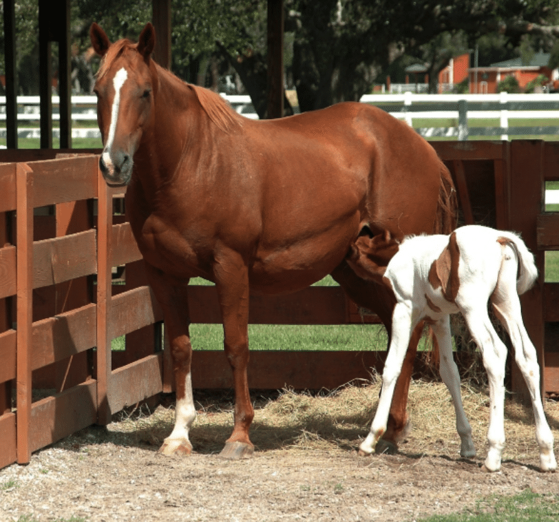 Baby horse and its mom