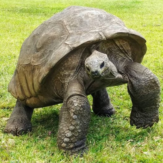 Meet Jonathan, Reportedly The Oldest Tortoise In The World