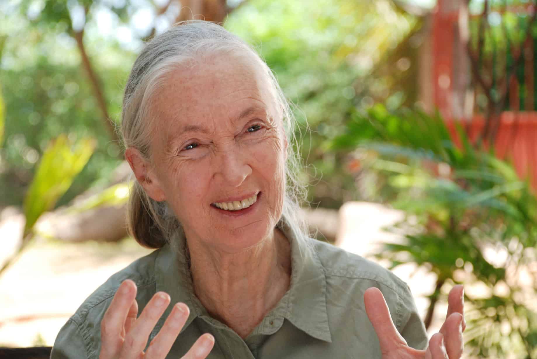 JANE'S JOURNEY, Jane Goodall, 2010