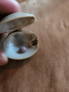 A rare purple pearl