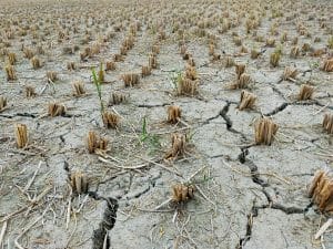 An ongoing drought has severely impacted farming in California, a huge source of produce