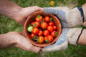 Even when tomatoes are available, the price is higher