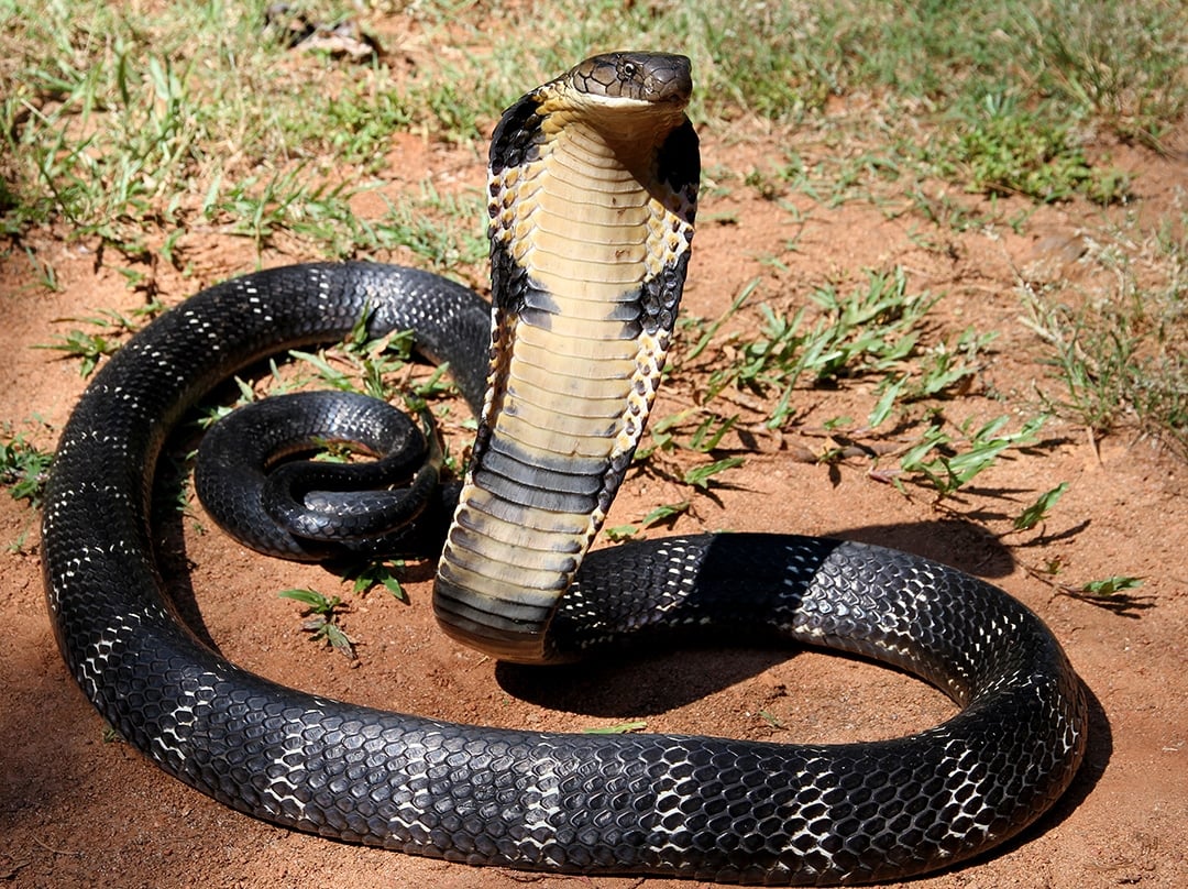 cobra snake