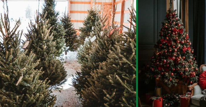 Both real and artificial Christmas trees have an impact