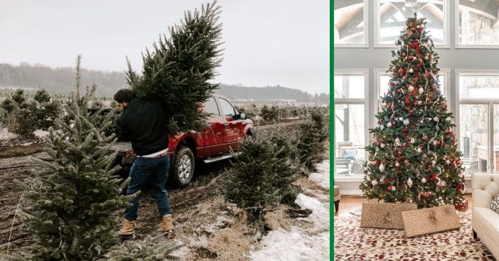 Expect to keep paying more for a real Christmas tree