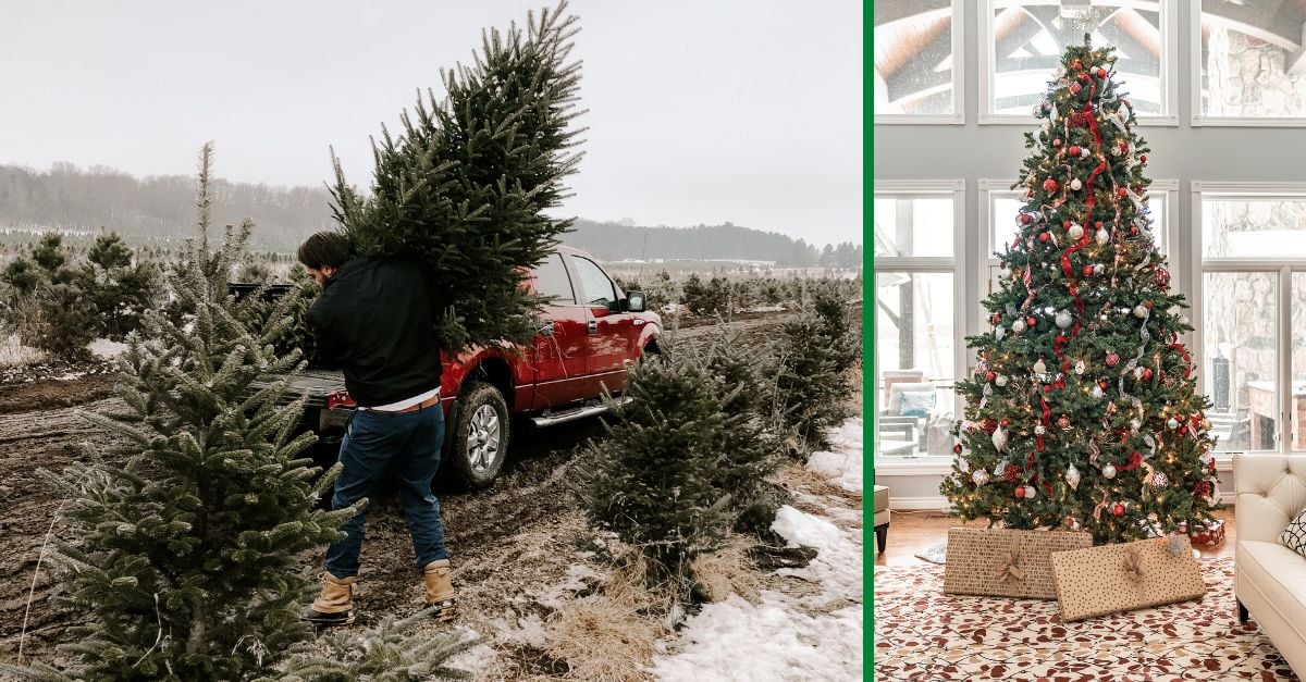 Last Year's Expensive Christmas Tree Prices Continue Into This Winter