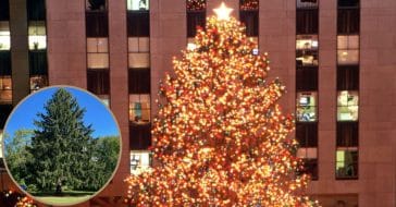 The 2022 Rockefeller Center Christmas Tree Is Here, And It's A Big One
