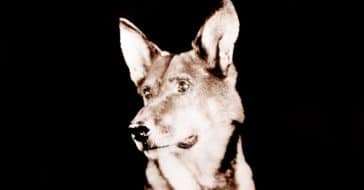 Why Rin Tin Tin Is Known As The Dog Who Saved Hollywood
