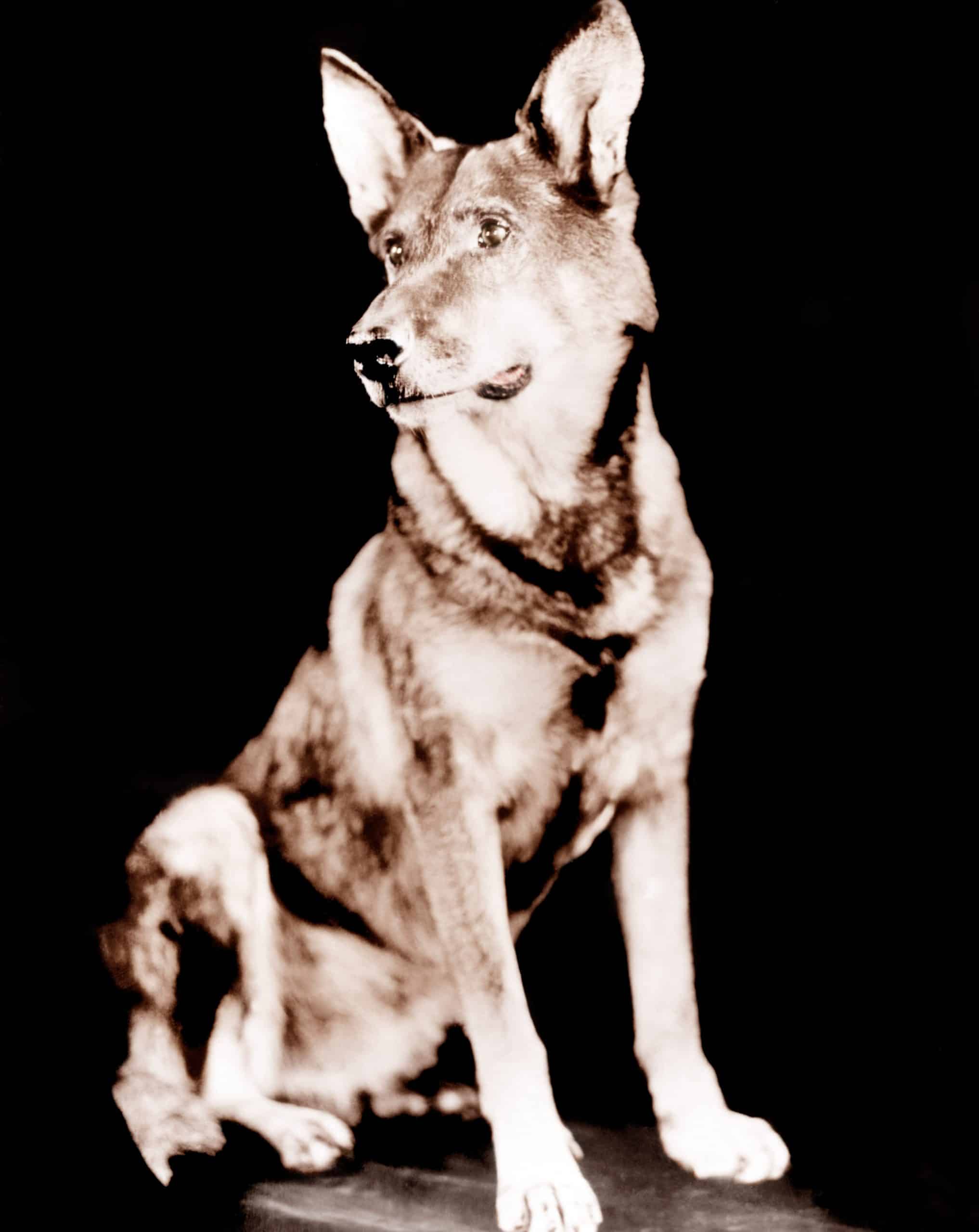 WHILE LONDON SLEEPS, Rin Tin Tin, 1926