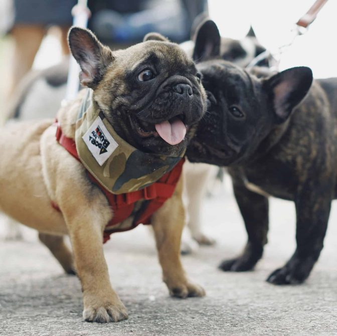 French Bulldog