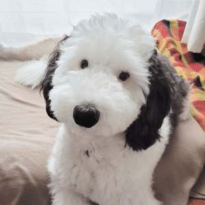 Meet Bayley, a real-life Snoopy