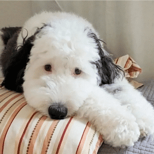 The sheepadoodle loves a good cozy nap, just like a certain beagle