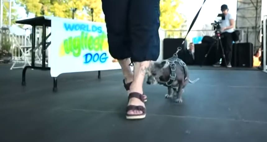 Scooter World Ugliest Dog